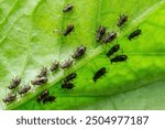 Black Bean Aphid Colony Close-up. Blackfly or Aphis Fabae Garden Parasite Insect Pest Macro