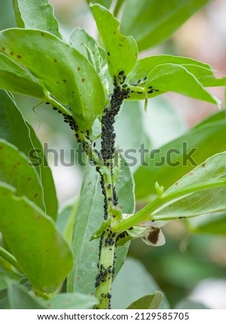 Black bean aphids, or black fly (blackfly) on leaves of a broad bean plant, UK garden