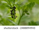 Black bean aphids infestation. Ants tending to aphids colony on a flower stem. Aphids and ants close up.