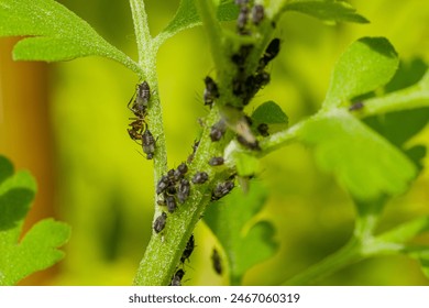 Black bean aphids infestation. Ants tending to aphids colony on a flower stem. Aphids and ants close up. - Powered by Shutterstock