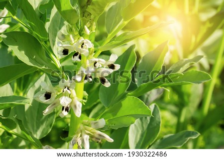 black bean blooming. In the garden of the farm, bean plants bloom. The crop is environmentally friendly. Broad Bean Flower