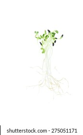 Black Bean Sprout On A White Background