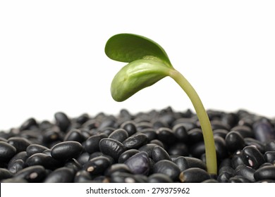 Black Bean Sprouts