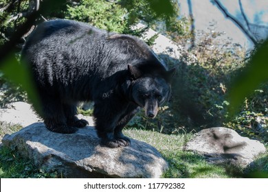 Black Bear