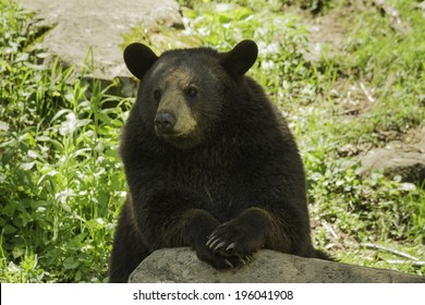 A Black Bear