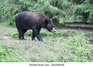 Black Bear