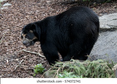 8,941 Black bear food Stock Photos, Images & Photography | Shutterstock