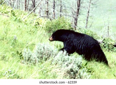 Black Bear