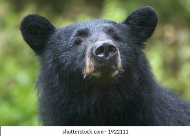 Black Bear, Alaska
