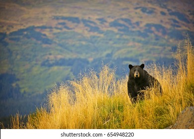 Black Bear In Alaska