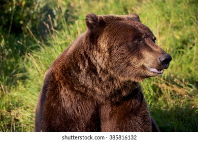 Black Bear In Alaska, USA