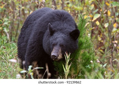 Black Bear Along British Columbia Highway