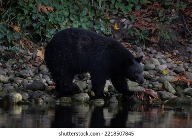 A Black Bear Along A River Shoreline On Vancouver Island Looking For Fish.