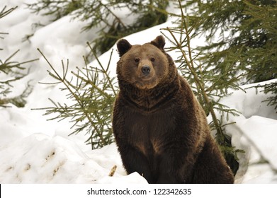 A Black Bear Brown Grizzly Portrait In The Snow While Looking At You