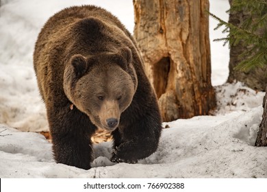 Black Bear Brown Grizzly Portrait In The Snow Background