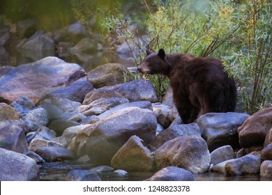 Black Bear By The River In Yosemite National Park