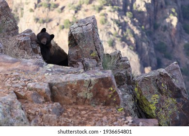 A black bear at the Black canyon of the Gunnison, National Park Colorado, USA