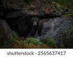 Black bear in a cave