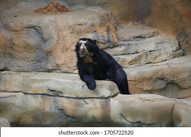 Black Bear Cincinnati Zoo Ohio