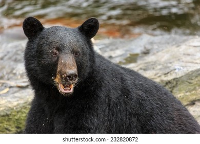 Black Bear Close Up, Head Shot. Ketchikan, Alaska.