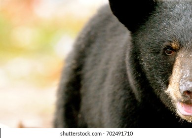 Black Bear Closeup Face Muskoka Ontario