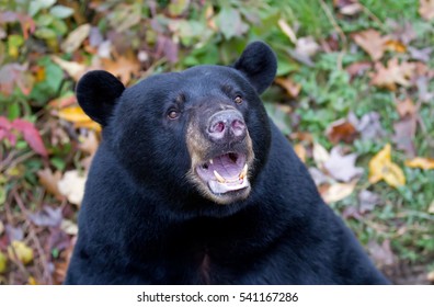 Black Bear Closeup With Open Mouth In Canada