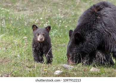 Black Bear Cub Stock Photo 1097912213 | Shutterstock