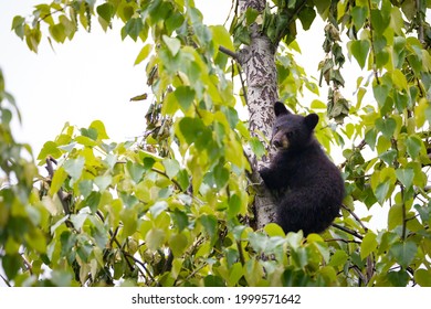 Black Bear Cub Climbing On A Tree For Food In Whistler, BC, Canada