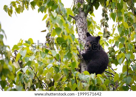 Black Bear Cub climbing on a tree for food in Whistler, BC, Canada