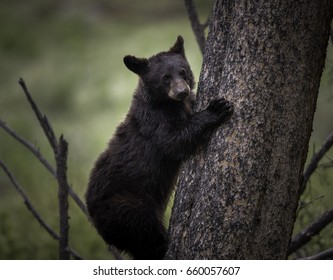 Black Bear Cub Climbing Tree In Forest