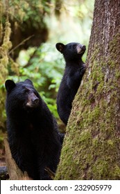 A black bear cub (coy) climbing on a tree in the rainforest with mother close by