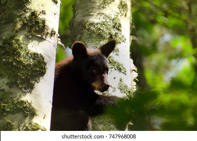 32 Chippewa national forest Images, Stock Photos & Vectors | Shutterstock