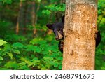 A black bear cub peaking around the trunk of a tree that it is clinging to