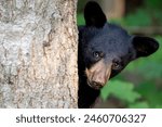 A black bear cub peeks around a tree trunk