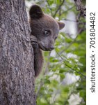 Black bear cub peeks around tree