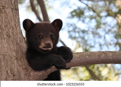 Black bear cub sitting on a branch of a tree looking at camera