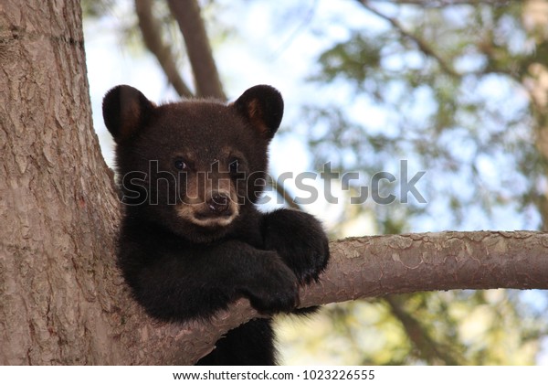 2,455 Bear Cubs Climbing Images, Stock Photos & Vectors | Shutterstock