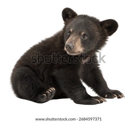 Black Bear cub sitting in Side Profile with Natural Fur Realistic Detail Isolated on White Background.