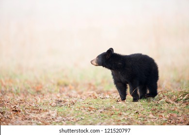 Black Bear Cub In Smoky Mountain National Park