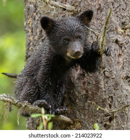 Black Bear Cub In A Tree 