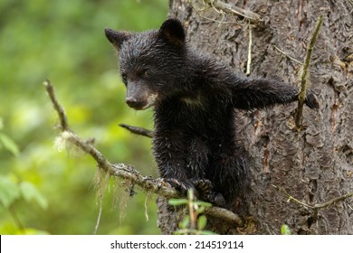 Black Bear Cub In A Tree