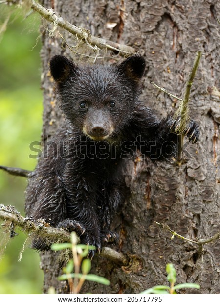 Black Bear Cub Tree Stock Photo 205717795 