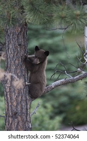 Black Bear Cub Up A Tree In Colorado Springs Colorado