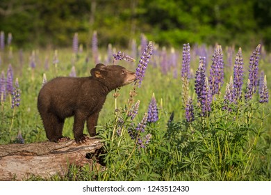 Black Bear Cub (Ursus Americanus) Sniffs At Lupin - Captive Animal