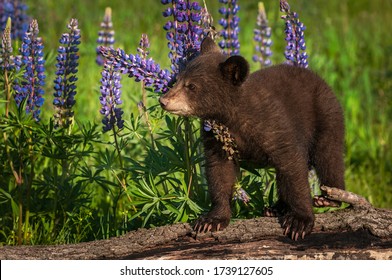 Schwarzer Bärenkub (Ursus americanus) steht bei Lupine Summer in Gefangenschaft