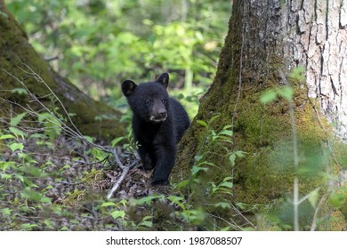 A Black Bear Cub In The Woods