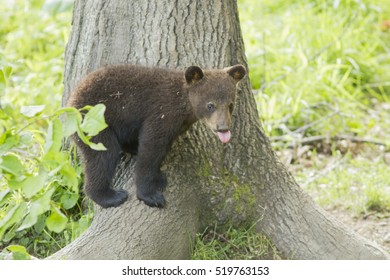 Black Bear Cubs