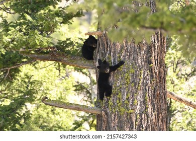 Black Bear Cubs Climbing Down a Tree