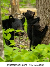 Black Bear Cubs Playing In Great Smoky Mountains National Park