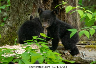 Black Bear Cubs Playing In Great Smoky Mountains National Park